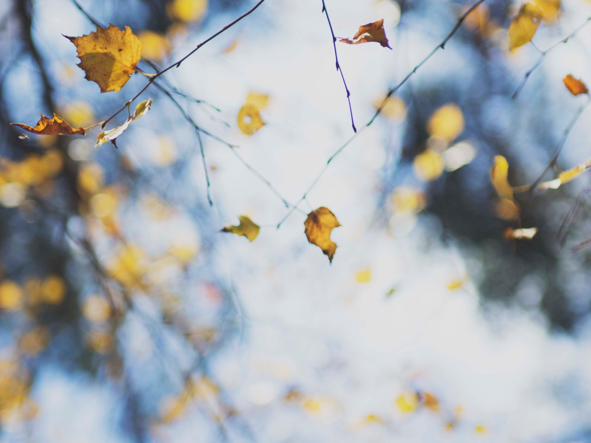 Autumn, I have hereby embraced&nbsp;you.